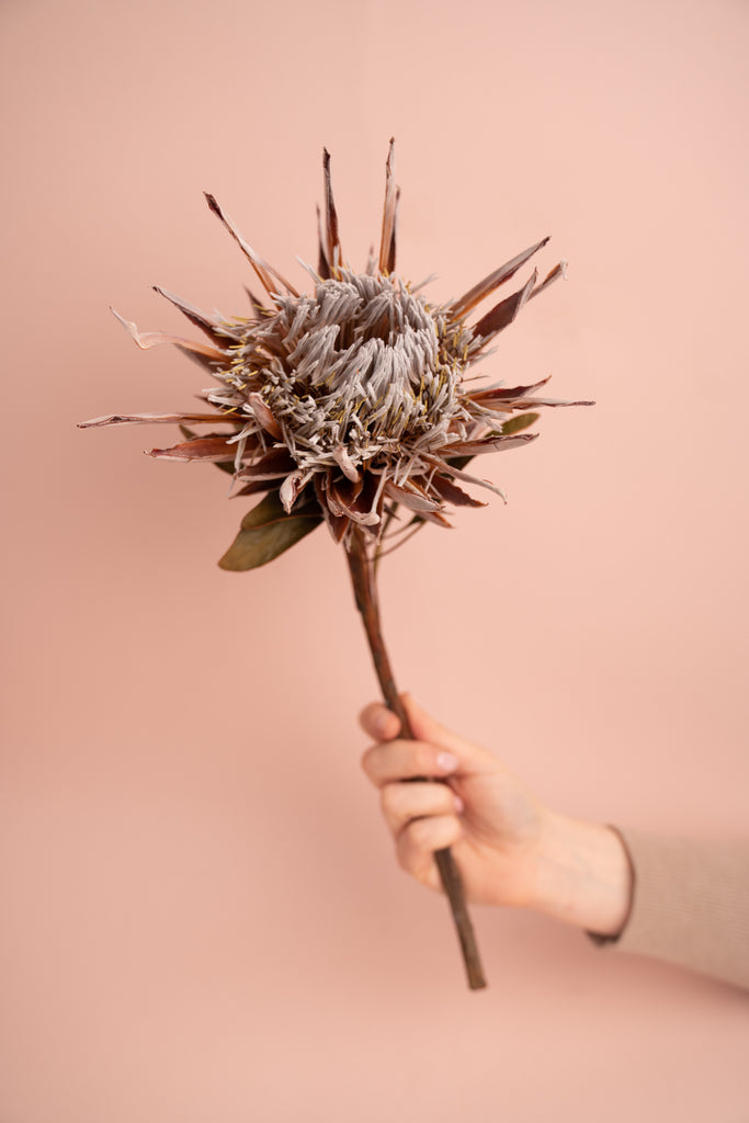 Dried King Protea